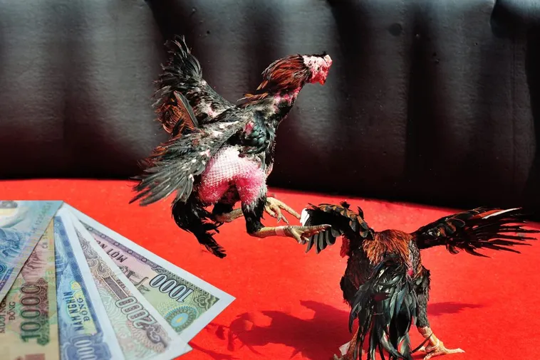 Chinh Phục Đấu Trường Đá Gà Sabong Vui88 Với Chiến Thuật Từ Chuyên Gia 1 Chinh Phục Đấu Trường Đá Gà Sabong Vui88 Với Chiến Thuật Từ Chuyên Gia